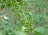 vitis_vinifera_растени