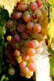 Виноград,_грозди