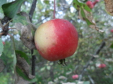 Яблоко,_плод,_фру