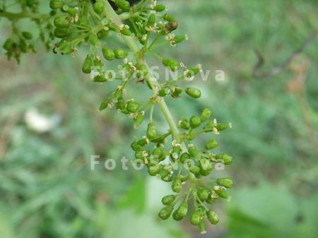 vitis_vinifera_растени