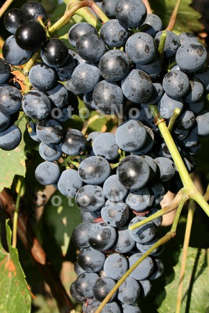 Виноград,_грозди