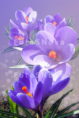 crocus_весеннее_нас