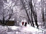 зима_деревья_неп