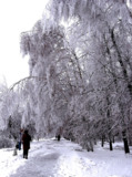 зима_деревья_бер
