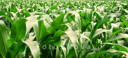 поле,_кукуруза,_р