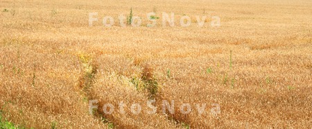 поле,_кукуруза,_р