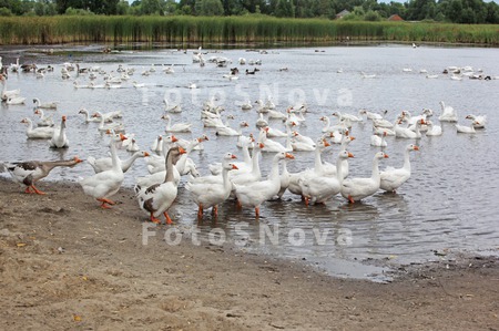 деревня,_пруд,_во