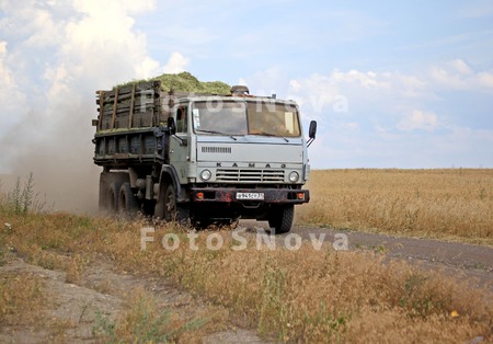 поле,_хлеб,_колос