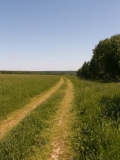 дорога,_лето,_лес