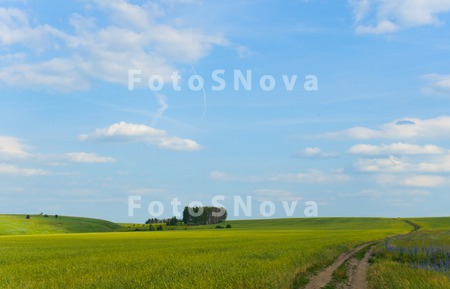 поле,_пшеница,_вс