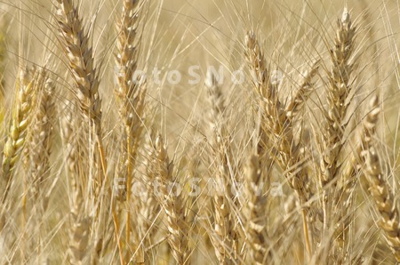 пшеница,_колосья