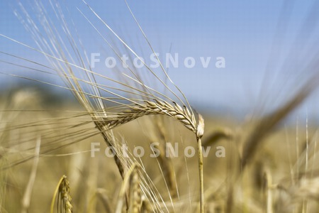 сельское_хозяйс�