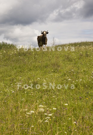 корова,_животное