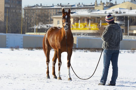 лошадь,_конь,_жок