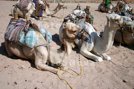 верблюды,_бедуин