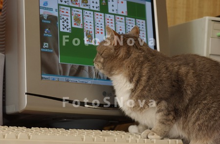 компьютер,_кошка
