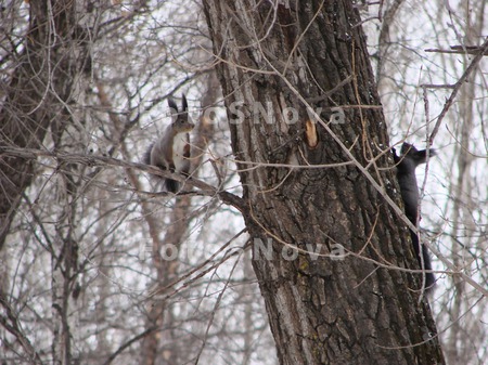 nature,_animal,_squirrel,_bar