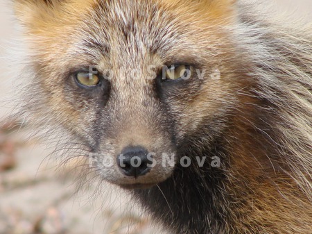 animal_and_flora,_animal,_fox,