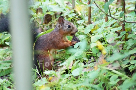 nature,_animal,_squirrel,_bar