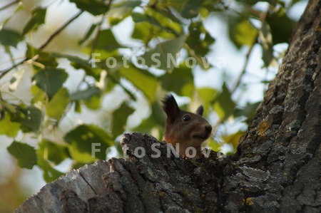 nature,_animal,_squirrel,_bar