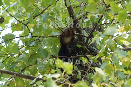 nature,_animal,_squirrel,_bar