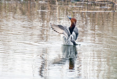 солнце,_водоём,_в