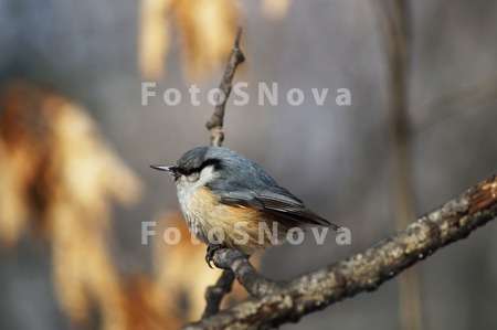 animal_and_flora,_bird,_leucos