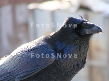 animals,_bird,_raven,_black,_n