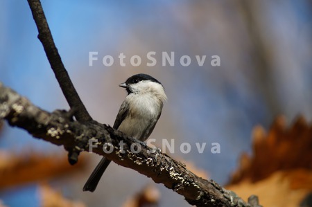 animal_and_flora,_bird,_curios