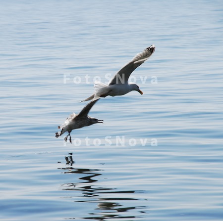 Вода,_чайки,_птиц