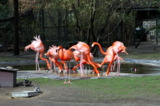 Фламинго_зоопар