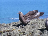 Birds,_,_wild,_Antarctica