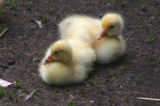 gosling