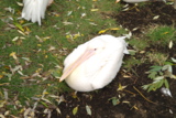 пеликан,_белый,_п