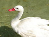 Swan,_лебедь,_Моско