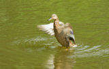 вода,_водоем,_вод