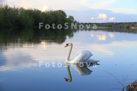 белый_лебедь,_во