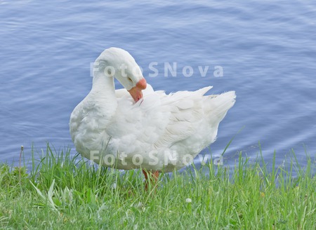 гусь,_птица,_дома
