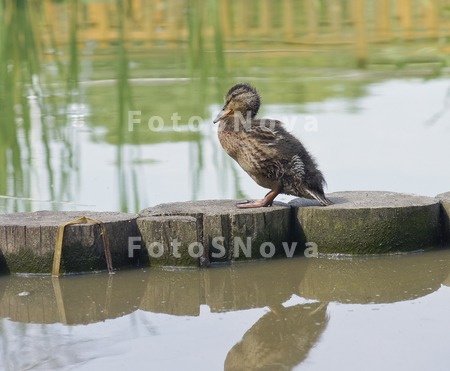 вода,_водоплаваю