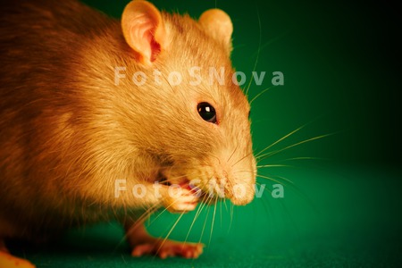 _крыса,_мышь,_зел