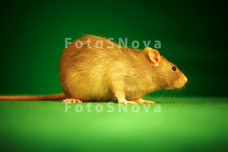 _крыса,_мышь,_зел