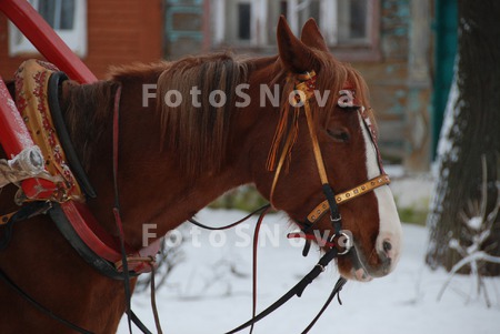 лошадь,_конь,_коб