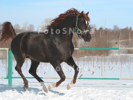 Horse_Jumps_Animal_Mammals_Man