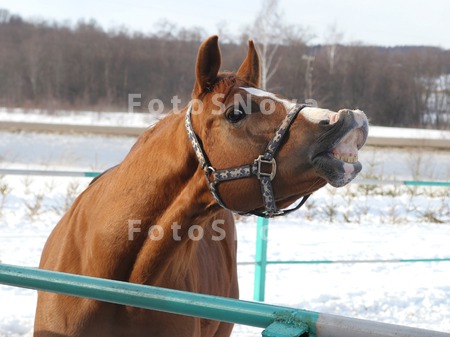 Horse_Jumps_Animal_Mammals_Man