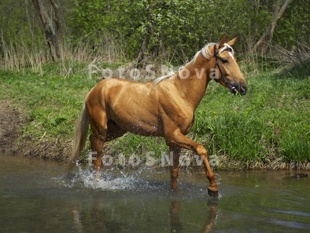 Horse_sorrel_chestnut_ganger_s