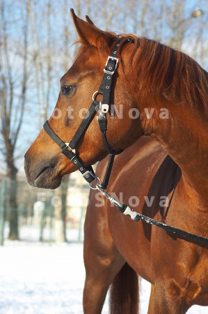 animals_horses_head_farm_brown