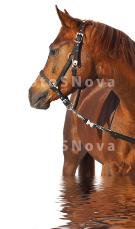 animals_horses_head_farm_brown