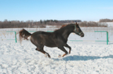 Horse_Jumps_Animal_Mammals_Man