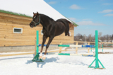 barrier_bar_obstacle_Horse_Jum