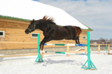 barrier_bar_obstacle_Horse_Jum